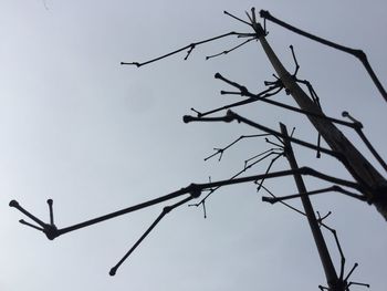 Low angle view of silhouette birds against clear sky