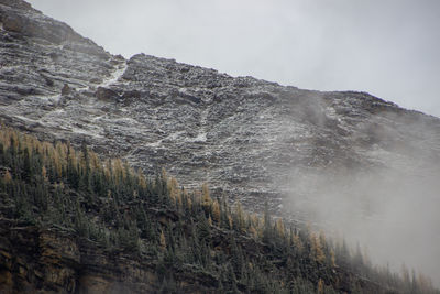 Mountain cut, full of snow-covered pine trees, on a cloudy fall day, in the canadian rockies.