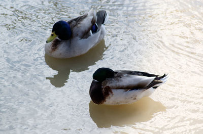 High angle view of duck swimming in lake