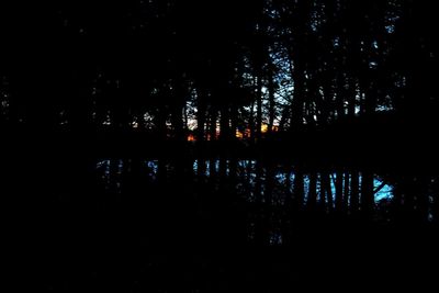 Trees at night