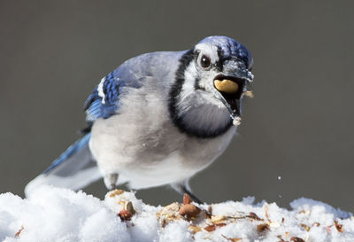 Close-up of bird perching on snow