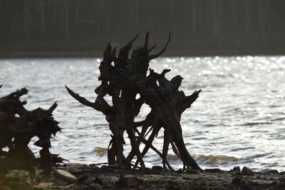 Driftwood on beach