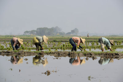 People planting rice on farm