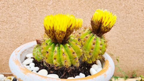 High angle view of cactus flower pot