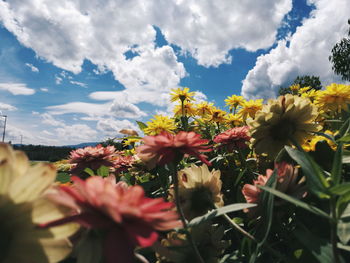 Close-up of yellow flowers blooming against sky