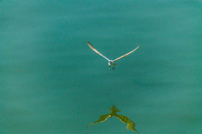 Bird flying over sea