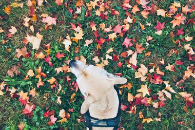 High angle view of a dog on leaves