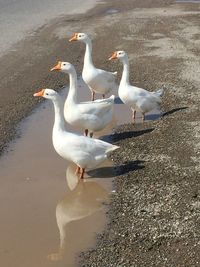 High angle view of birds on beach