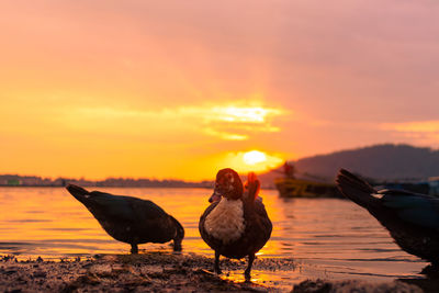 Seagulls on beach during sunset