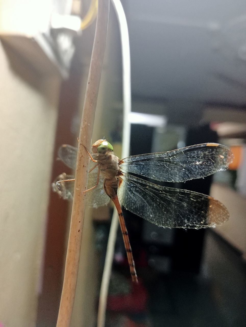 animal themes, animal, insect, one animal, animal wildlife, wildlife, macro photography, close-up, wing, animal wing, no people, focus on foreground, animal body part, nature, day, outdoors, selective focus