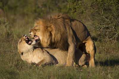 Lions mating