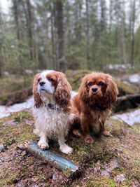 Two dogs sitting on a top of a stone in the forest in finland.