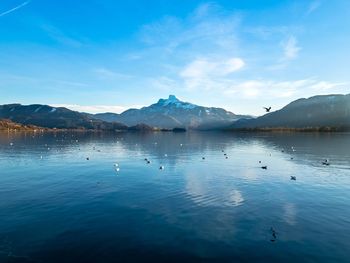 Swans swimming in lake against blue sky