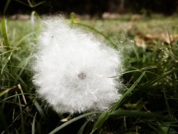 Close-up of white feather on grass