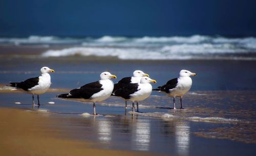 Birds in water