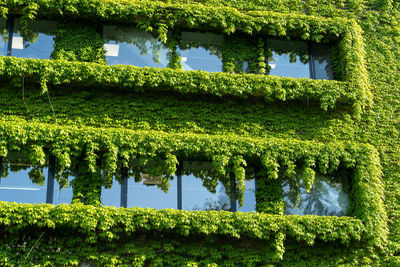 Green facade and eco house concept. vine creeper around window on facade building covered wild grape