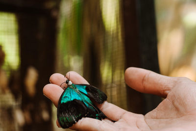 Close-up of hand holding bird