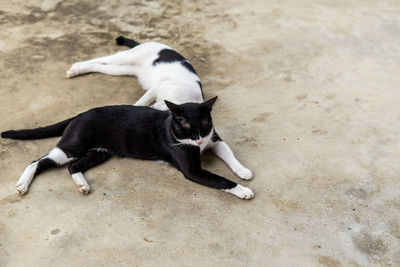 High angle view of a cat lying on land