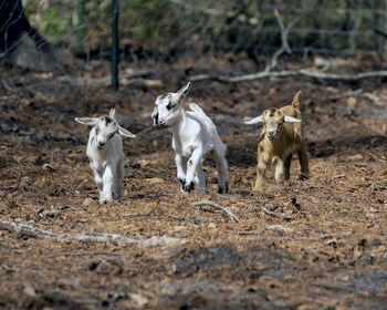 Goats on field