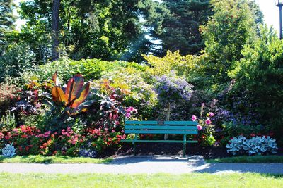 Flower trees in park