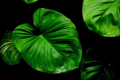 Full frame shot of wet plant 