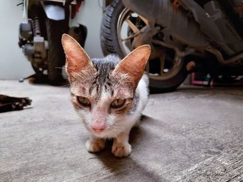 Close-up portrait of a cat