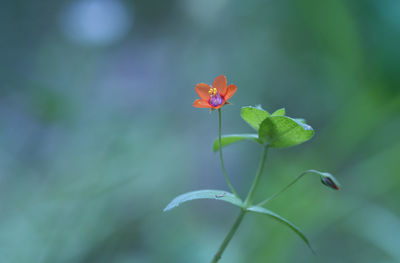 Close-up of red flowering plant