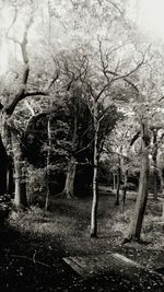 Bare trees on landscape against sky