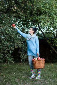 Happy beautiful woman picking apple from tree at basket at orchard