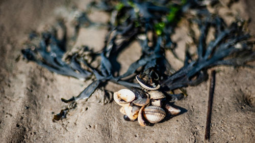 Close-up of lizard on sand