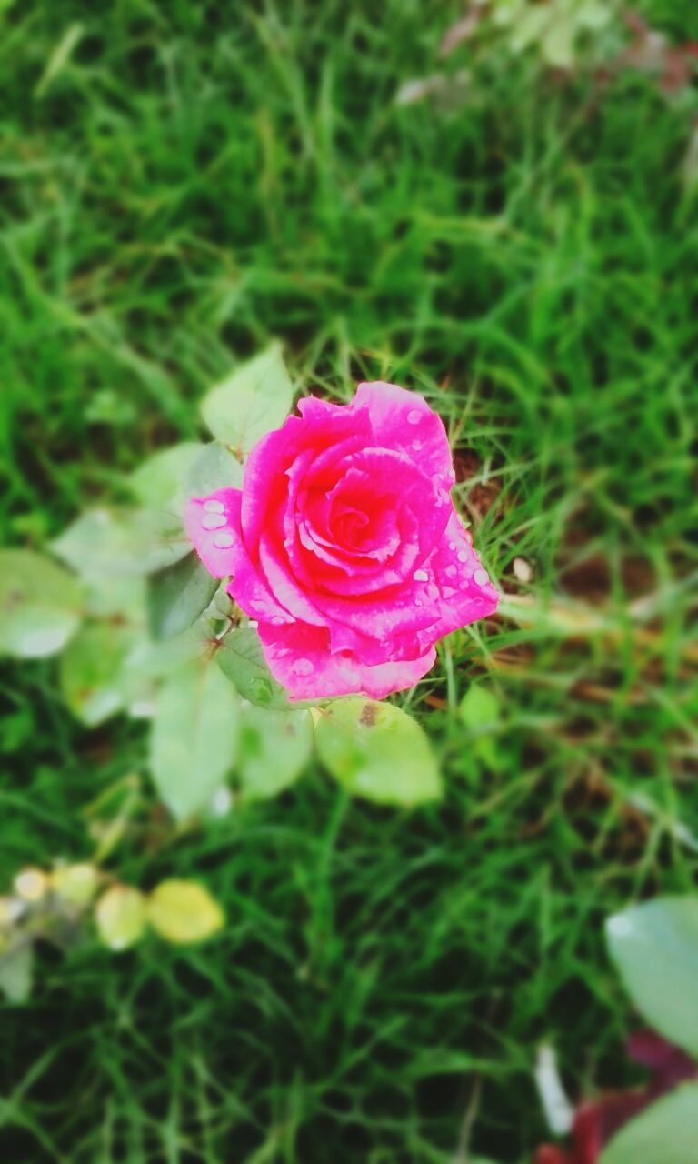 CLOSE-UP OF PINK ROSE FLOWER