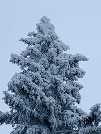 Low angle view of frozen tree against sky