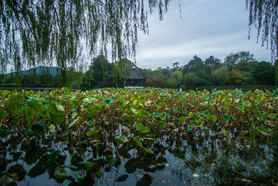 Scenic view of lake against sky