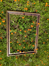 High angle view of flowering plants in garden