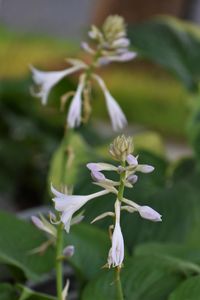 Close-up of white flowering plant