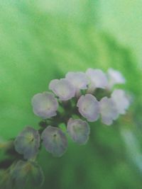 Close-up of flowers against blurred background