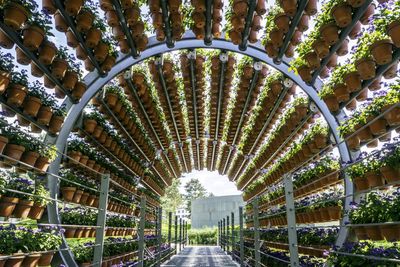 Purple flowers arranged on arch shaped metal at plant nursery