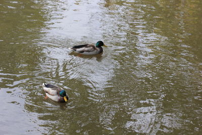 Duck swimming in lake