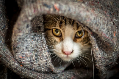 Close-up portrait of cat