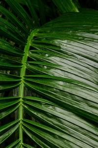 Full frame shot of palm tree
