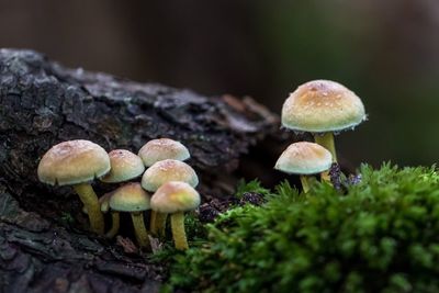 Close-up of mushrooms growing in forest