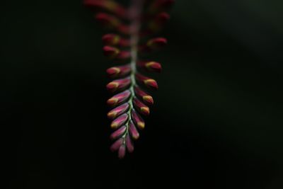 Close-up of leaves over black background