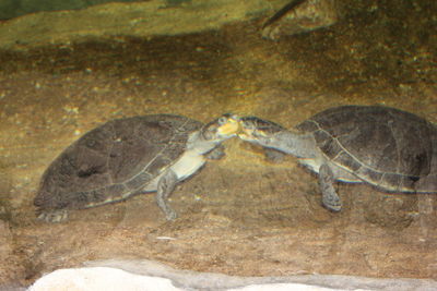 Close-up of turtle on ground