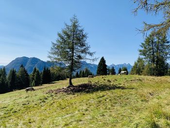 Trees on field against clear blue sky