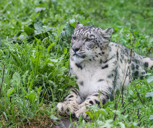 Cat relaxing on field