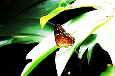 Close-up of butterfly pollinating on flower