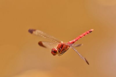 Close-up of dragonfly