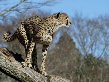 animal