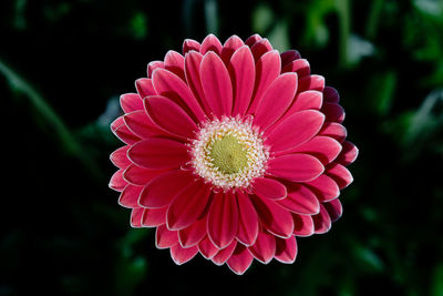 Close-up of pink flower