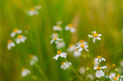 Partial focus of spanish needles or bidens alba flowers on blurred yellow and green background.